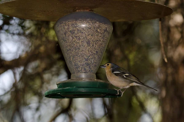 Common Chaffinch Fringilla Coelebs Canariensis Male Eating Seeds Bird Feeder — Stok fotoğraf