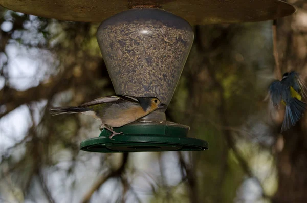 Male Common Chaffinch Fringilla Coelebs Canariensis Sending African Blue Tit — Stok fotoğraf