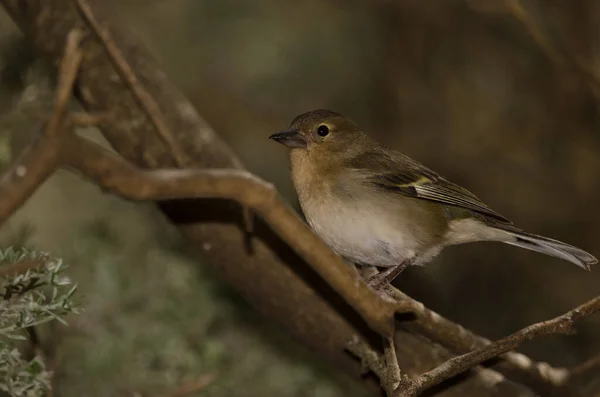 Female Common Chaffinch Fringilla Coelebs Canariensis Сельский Парк Нубло Техеда — стоковое фото