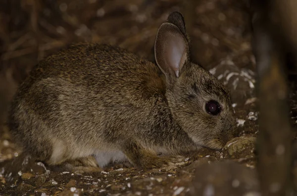 European Rabbit Oryctolagus Cuniculus Nublo Rural Park Tejeda Gran Canaria — ストック写真