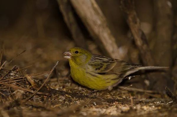 Male Atlantic Canary Serinus Canaria Eating Seeds Ground Nublo Rural — 스톡 사진