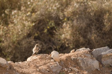 Desert wheatear Oenanthe deserti. Las Palmas de Gran Canaria. Gran Canaria. Canary Islands. Spain.
