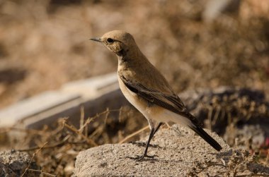 Desert wheatear Oenanthe deserti. Las Palmas de Gran Canaria. Gran Canaria. Canary Islands. Spain.