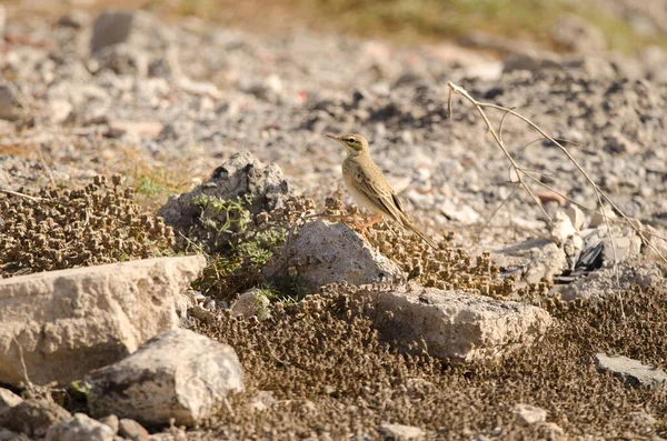 Tawny Pipit Anthus Campestris Las Palmas Gran Canaria Gran Canaria — Stok fotoğraf