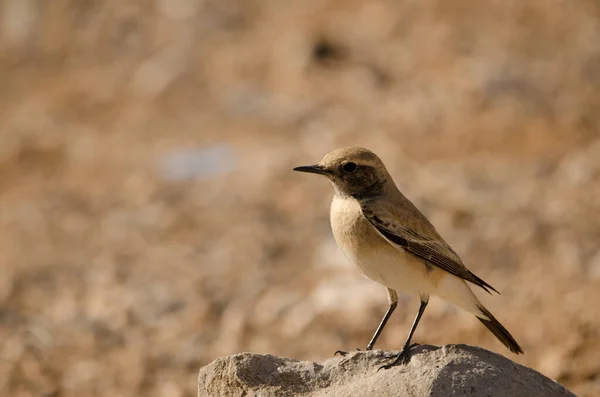 Desert Wheatear Oenanthe Deserti Las Palmas Gran Canaria Gran Canaria — 스톡 사진