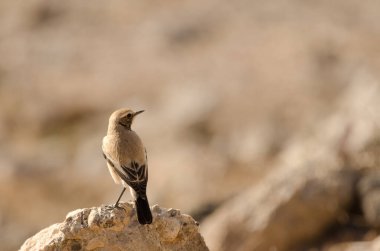 Desert wheatear Oenanthe deserti. Las Palmas de Gran Canaria. Gran Canaria. Canary Islands. Spain.