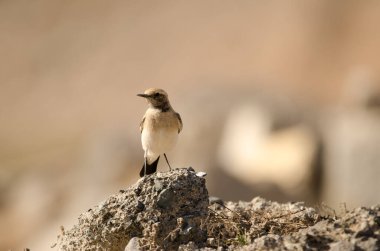 Desert wheatear Oenanthe deserti. Las Palmas de Gran Canaria. Gran Canaria. Canary Islands. Spain.