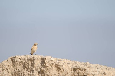 Desert wheatear Oenanthe deserti. Las Palmas de Gran Canaria. Gran Canaria. Canary Islands. Spain.