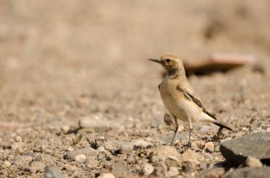 Desert wheatear Oenanthe deserti. Las Palmas de Gran Canaria. Gran Canaria. Canary Islands. Spain.