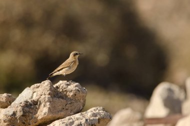 Northern wheatear Oenanthe oenanthe. Las Palmas de Gran Canaria. Gran Canaria. Canary Islands. Spain.