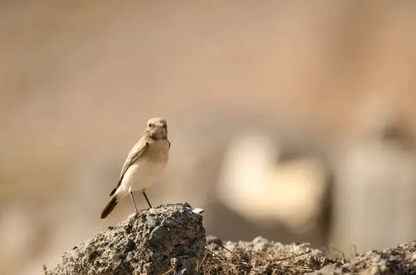 Desert Wheatear Oenanthe Deserti Las Palmas Gran Canaria Gran Canaria — 图库照片