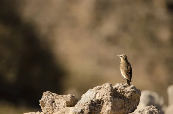 Northern Wheatear Oenanthe Oenanthe Las Palmas Gran Canaria Gran Canaria — стоковое фото