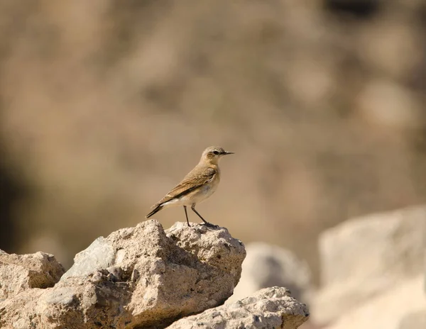 Northern Wheatear Oenanthe Oenanthe Las Palmas Gran Canaria Gran Canaria — 图库照片