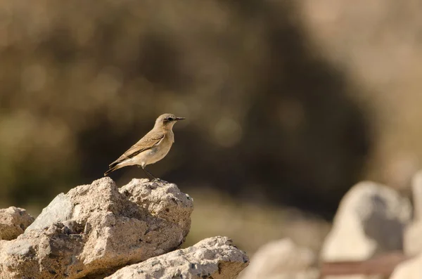 Northern Wheatear Oenanthe Oenanthe Las Palmas Gran Canaria Gran Canaria — стоковое фото