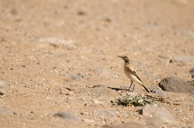Desert wheatear Oenanthe deserti. Las Palmas de Gran Canaria. Gran Canaria. Canary Islands. Spain.