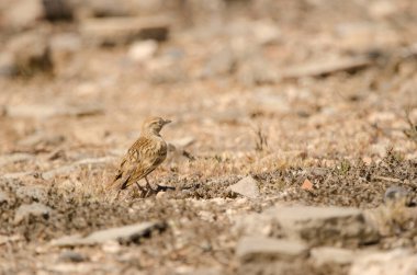 Greater short-toed lark Calandrella brachydactyla. Las Palmas de Gran Canaria. Gran Canaria. Canary Islands. Spain.