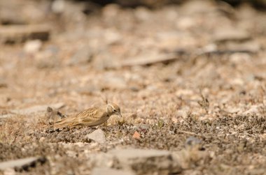 Greater short-toed lark Calandrella brachydactyla searching for food. Las Palmas de Gran Canaria. Gran Canaria. Canary Islands. Spain.