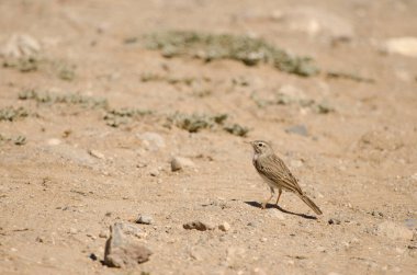 Tawny pipit Anthus campestris. Las Palmas de Gran Canaria. Gran Canaria. Canary Islands. Spain.