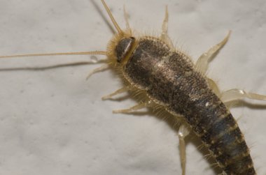 Silverfish Lepisma saccharina. Las Palmas de Gran Canaria. Gran Canaria. Canary Islands. Spain.