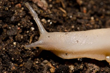 Land snail Otala lactea. Las Palmas de Gran Canaria. Gran Canaria. Canary Islands. Spain.