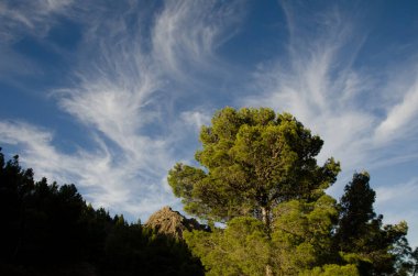 Kanarya Adası Ormanı Pinus kanaryası. Nublo Kırsal Parkı. Tejeda. Büyük Kanarya. Kanarya Adaları. İspanya.