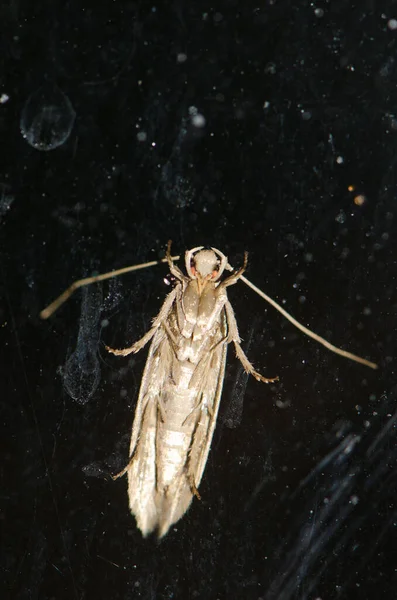 Underside View Moth Glass Door Las Palmas Gran Canaria Gran — Stok fotoğraf