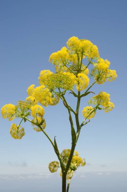 Plant Ferula linkii in flower. San Mateo. Gran Canaria. Canary Islands. Spain.