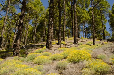 Forest of Canary Island pine Pinus canariensis and shrubs of birds-foot trefoils Lotus sp. Gran Canaria. Canary Islands. Spain.