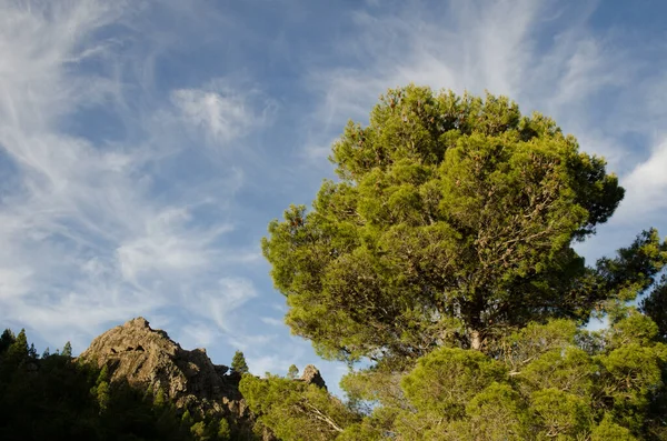 Bosque Pino Canario Pinus Canariensis Parque Rural Nublo Tejeda Gran — Foto de Stock