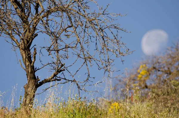 Almond Tree Prunus Amygdalus Moon Background San Mateo Gran Canaria — ストック写真