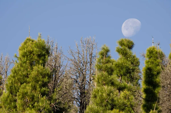 Forest Canary Island Pine Pinus Canariensis Moon Nublo Rural Park — Zdjęcie stockowe