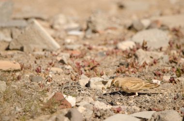 Greater short-toed lark Calandrella brachydactyla searching for food. Las Palmas de Gran Canaria. Gran Canaria. Canary Islands. Spain.