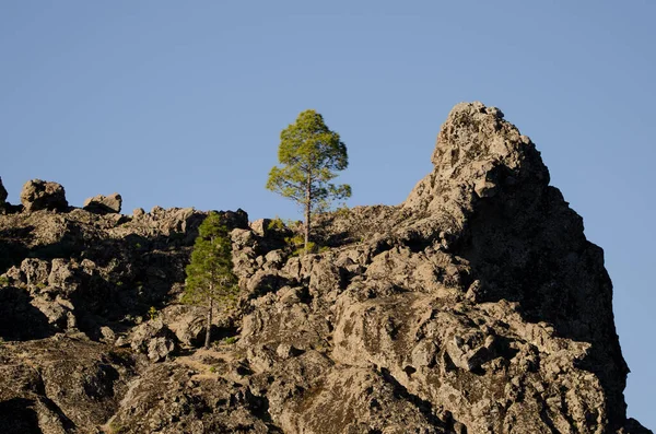 Cliff Canary Island Pines Pinus Canariensis Nublo Rural Park Tejeda — 图库照片