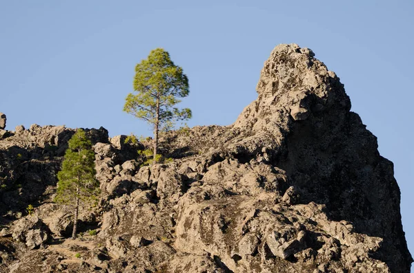 Cliff Canary Island Pines Pinus Canariensis Nublo Rural Park Tejeda — Stockfoto