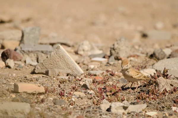 Greater Short Toed Lark Calandrella Brachydactyla Las Palmas Gran Canaria — 스톡 사진