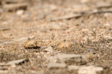 Greater short-toed larks Calandrella brachydactyla searching for food. Las Palmas de Gran Canaria. Gran Canaria. Canary Islands. Spain.