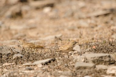 Greater short-toed larks Calandrella brachydactyla. Las Palmas de Gran Canaria. Gran Canaria. Canary Islands. Spain.