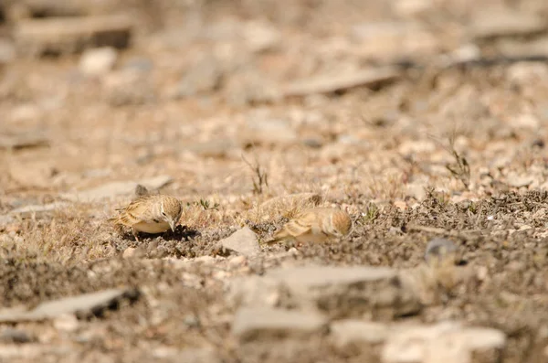 Greater Short Toed Larks Calandrella Brachydactyla Searching Food Las Palmas — Stockfoto