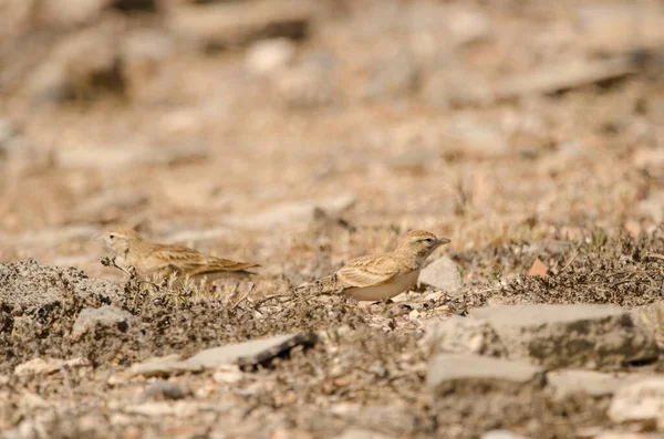 Greater Short Toed Larks Calandrella Brachydactyla Las Palmas Gran Canaria — Stock Photo, Image