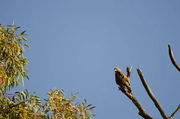 Звичайний Бульвар Buteo Buteo Insularum Сан Матео Гранд Канарія Канарські — стокове фото