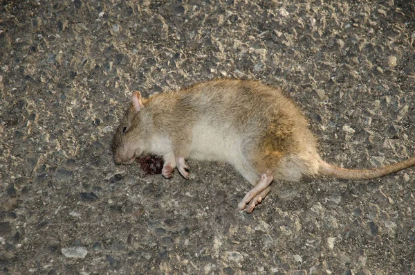 Brown Rat Rattus Norvegicus Run Nublo Rural Park Tejeda Gran — Stok fotoğraf