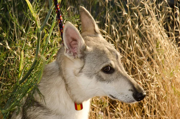 Hierran Wolfdog Endemic Dog Breed Hierro Island Gran Canaria Canary — Foto de Stock