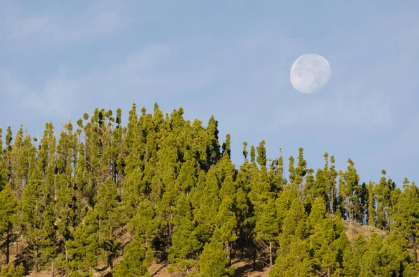 Forest Canary Island Pine Pinus Canariensis Moon Nublo Rural Park — ストック写真