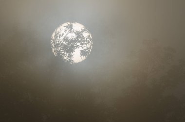 Sweet chestnut Castanea sativa in the fog at dawn. Cueva Grande. San Mateo. Gran Canaria. Canary Islands. Spain.
