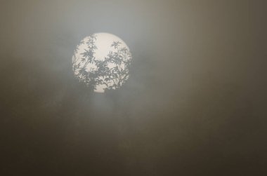 Sweet chestnut Castanea sativa in the fog at dawn. Cueva Grande. San Mateo. Gran Canaria. Canary Islands. Spain.