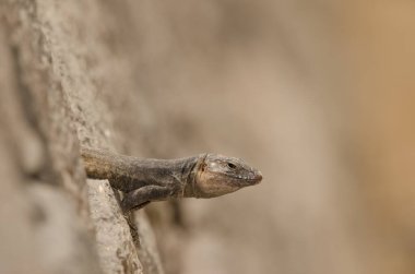 Male Gran Canaria giant lizard Gallotia stehlini. La Goleta. The Nublo Rural Park. Tejeda. Gran Canaria. Canary Islands. Spain.