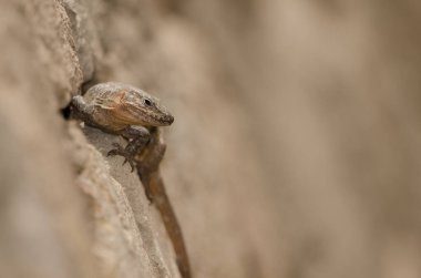 Male Gran Canaria giant lizard Gallotia stehlini. La Goleta. The Nublo Rural Park. Tejeda. Gran Canaria. Canary Islands. Spain.