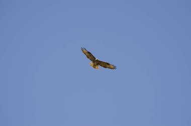 Common buzzard Buteo buteo insularum hovering. San Mateo. Gran Canaria. Canary Islands. Spain.