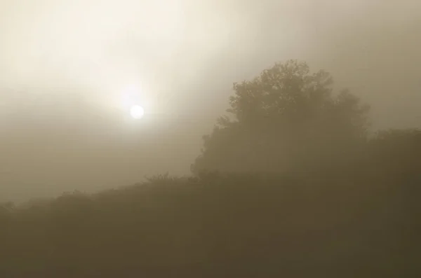 Sweet Chestnut Castanea Sativa Fog Dawn Cueva Grande San Mateo — Stockfoto