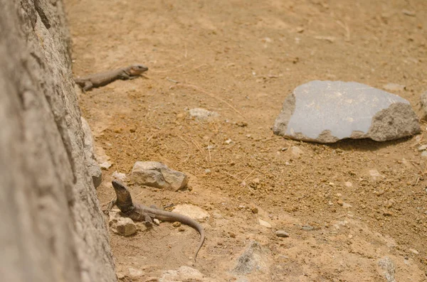 Males Gran Canaria Giant Lizards Gallotia Stehlini Goleta Nublo Rural — 图库照片